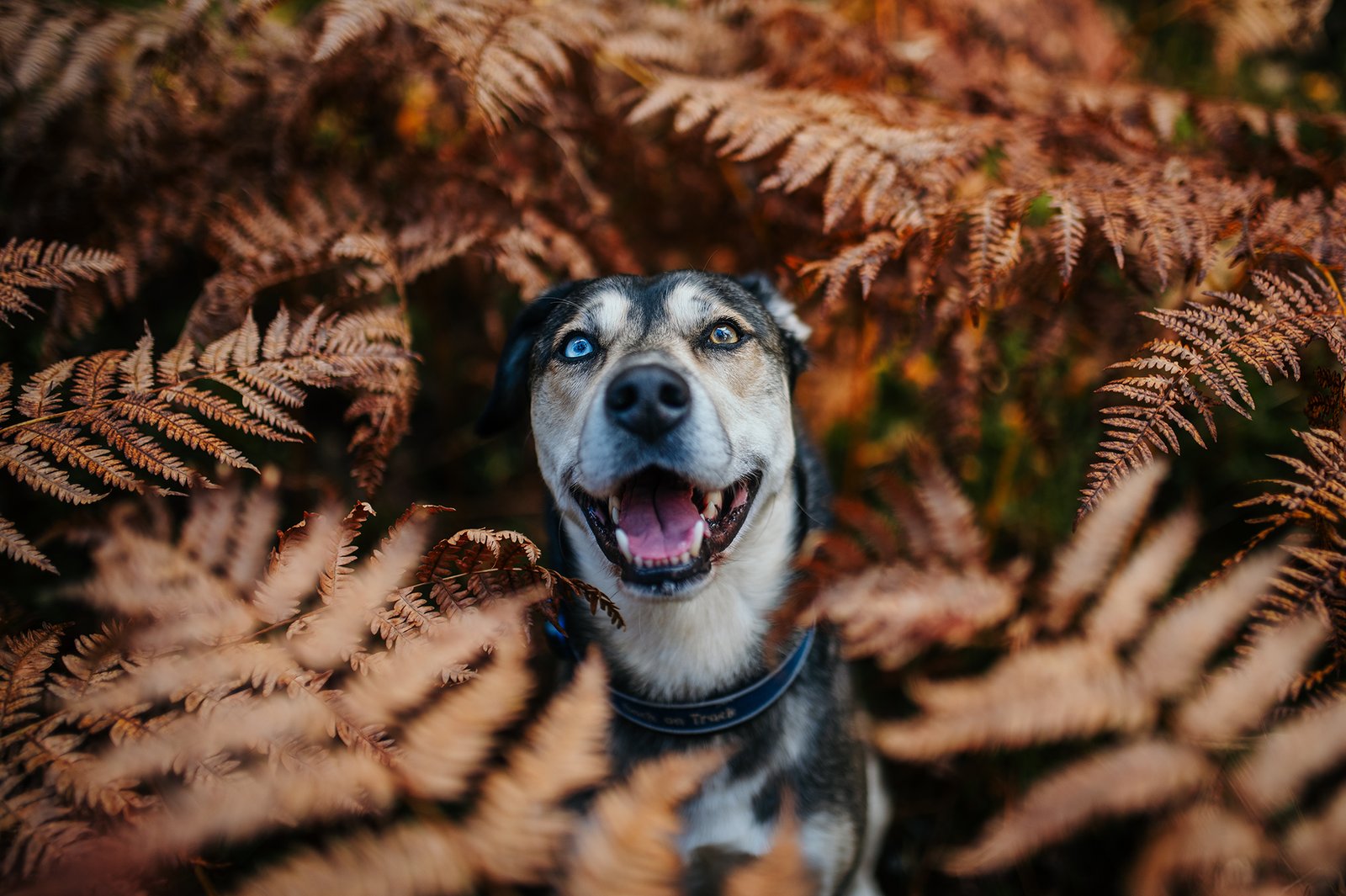 Smiling dog sitting on a forest path surrounded by soft golden autumn light.