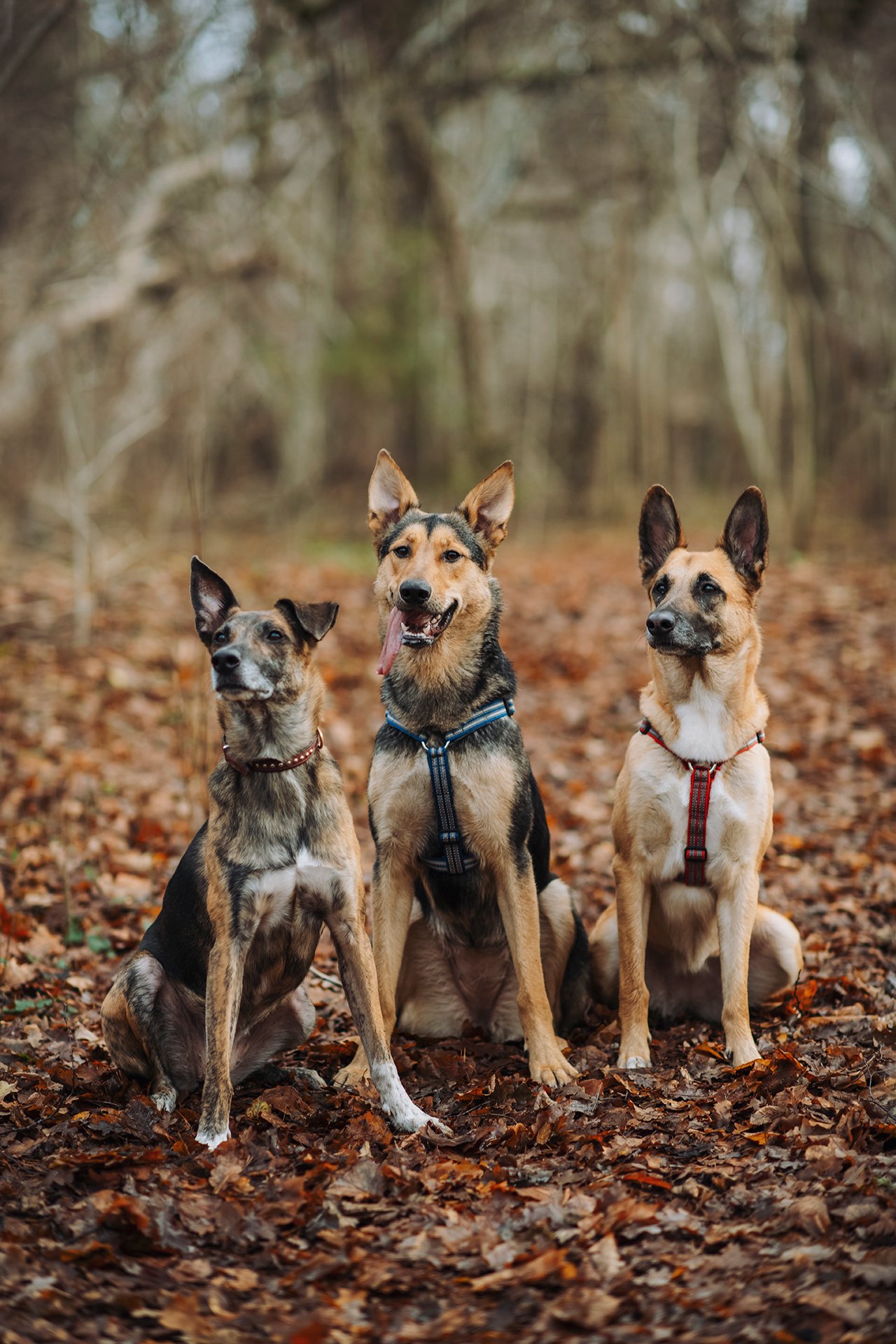 Three dogs sitting together on a path covered in autumn leaves, surrounded by warm forest colors.