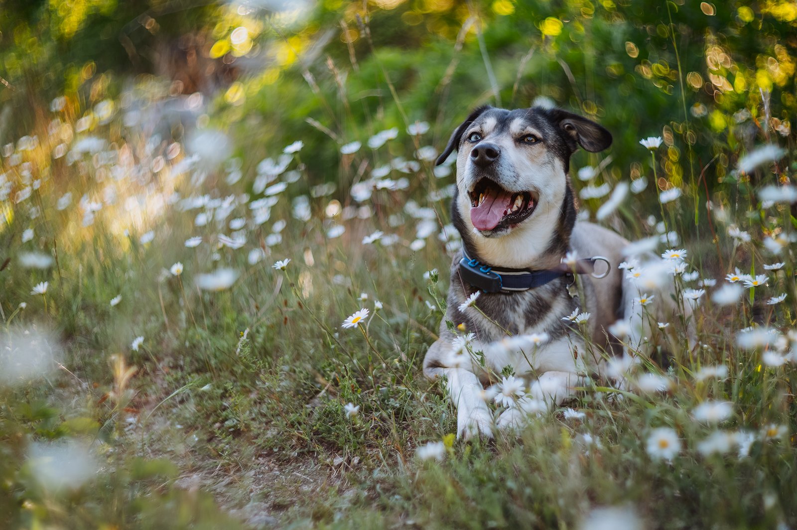 “Happy dog lying in tall grass and wildflowers during a sunny summer walk.