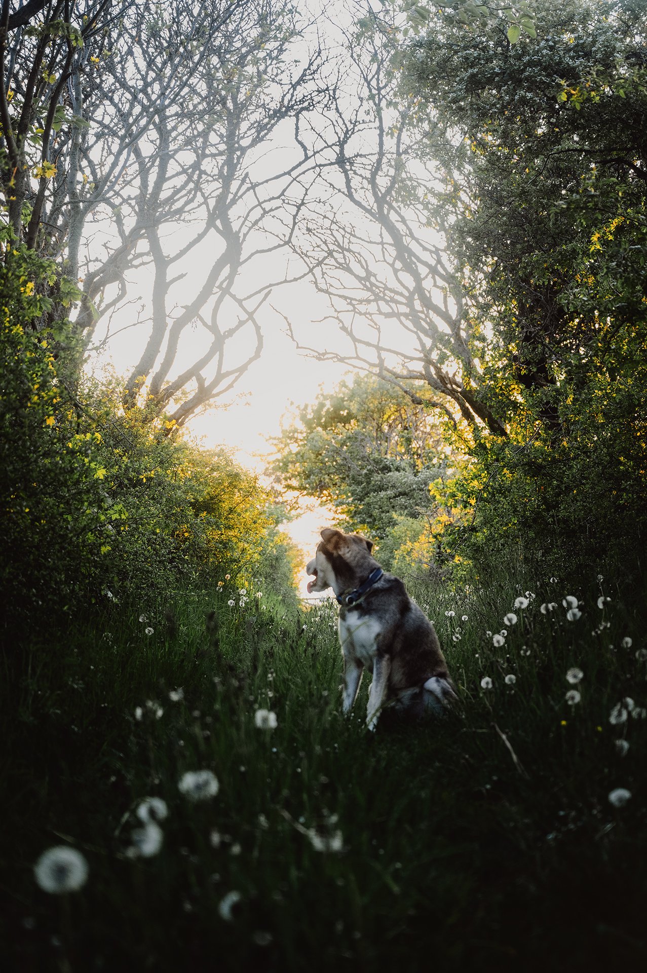 Dog sitting on a sunlit forest path surrounded by tall trees and dandelions.