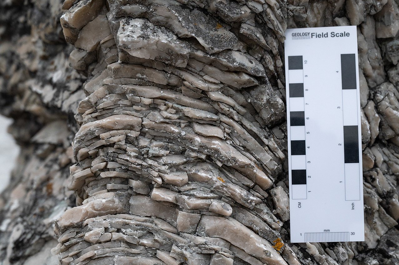 Närbild av lager i en stromatoporoid vid Folhammar på Gotland med geologisk mätskala.